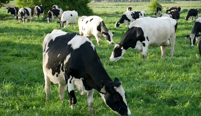 الأبقار الأميركية مصابة بأنفلونزا الطيور!