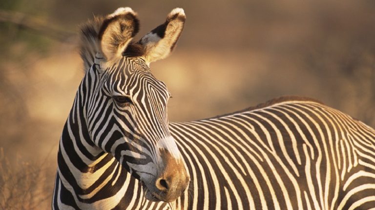 الولايات المتحدة منشغلة بحمار وحشي!