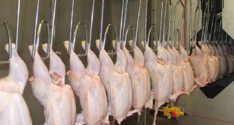 موريتانيا تحرم الدجاج الصيني