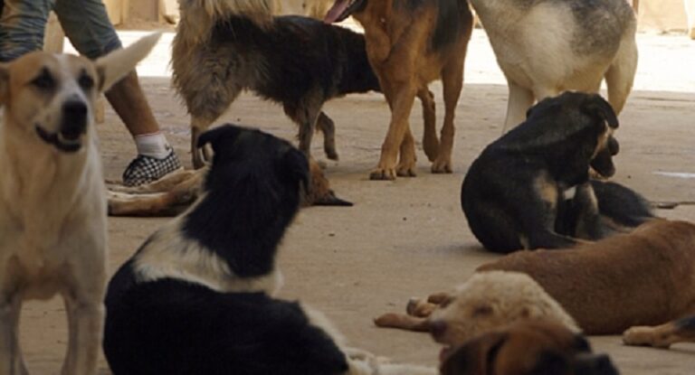 عودة الكَلَب: اللقاحات مؤمّنة والمطلوب إحياء خطة مكافحة الكلاب الشاردة