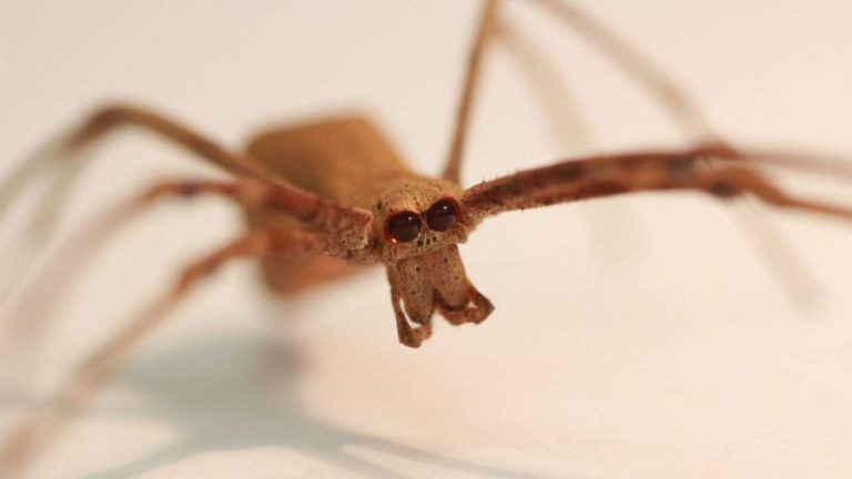 عناكب غريبة تهدد المملكة المتحدة!