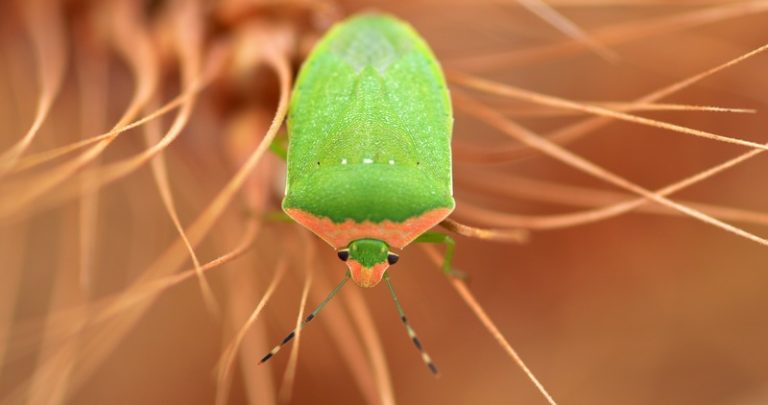 “وزارة الزراعة”: لمكافحة حشرة “السونا” في حقول القمح