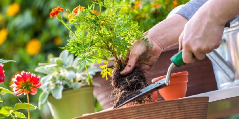 الطقس الحار يؤثر على الحديقة؟