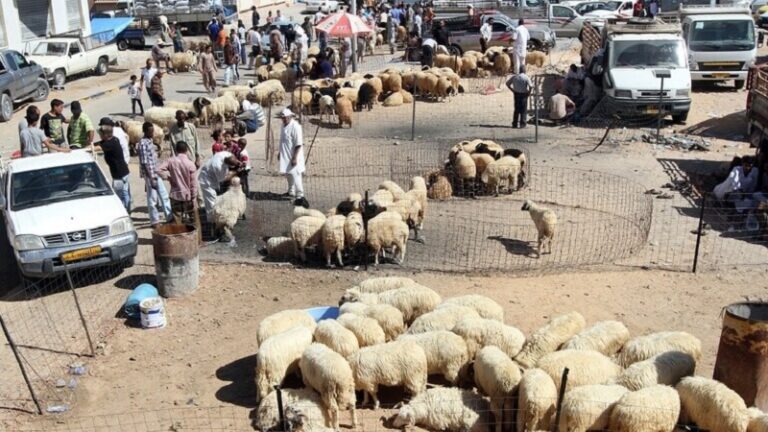 145 إصابة بسبب الاستخدام الخاطئ لأدوات ذبح الأضاحي في ليبيا