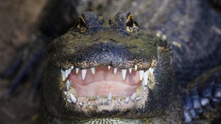 جثة امرأة في فم تمساح!