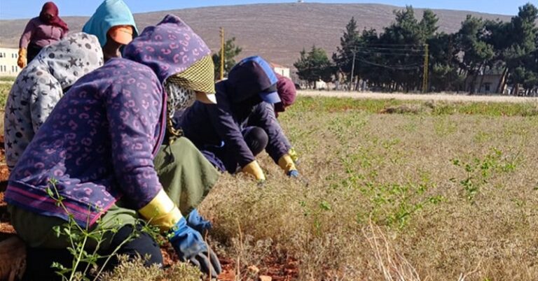 الكمّون… زراعة بقاعية واعدة محفوفة بالمخاطر