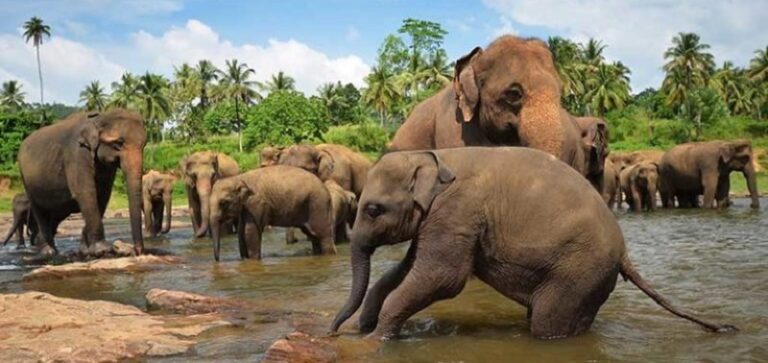 الفيلة تستخدم أسماء للتواصل فيما بينها!