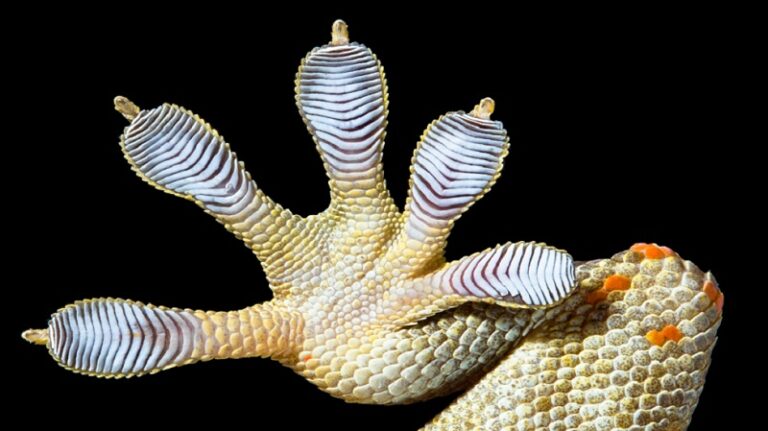 اكتشاف مخلوق جديد في الهند!