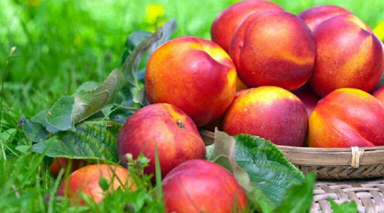 فوائد غير معروفة للدراق!