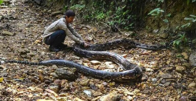 إخراج امرأة من بطن ثعبان! (فيديو)