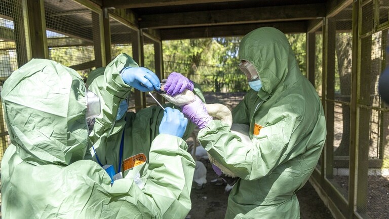 120 ألف دجاجة مصابة بإنفلونزا الطيور في أستراليا