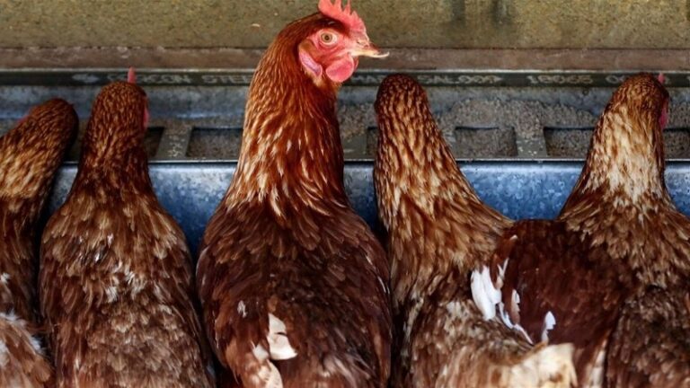 تفشي سلالة من إنفلونزا الطيور في أستراليا