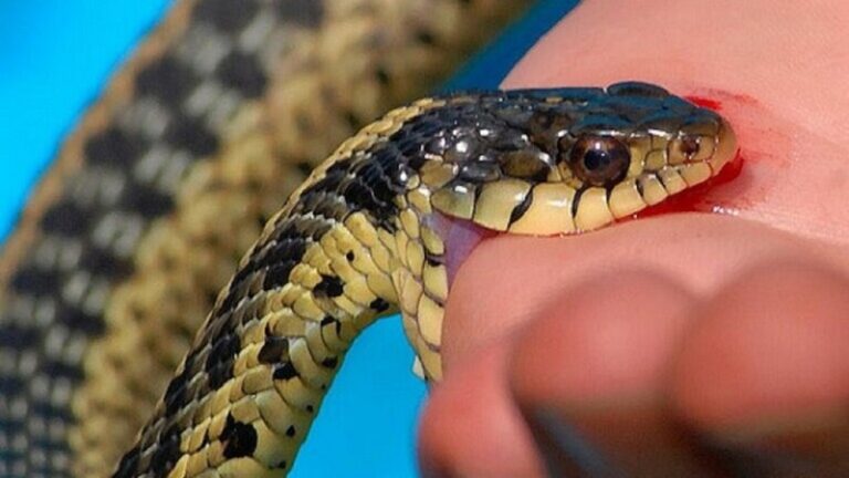 عثر على ثعبان في حمامه!