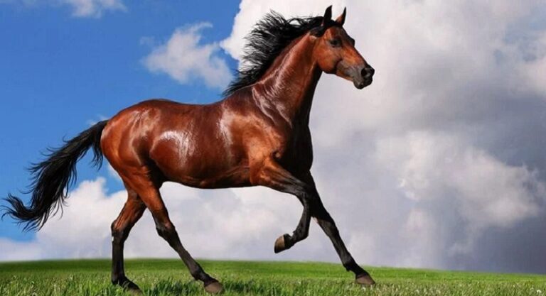 الحصان قتلها!