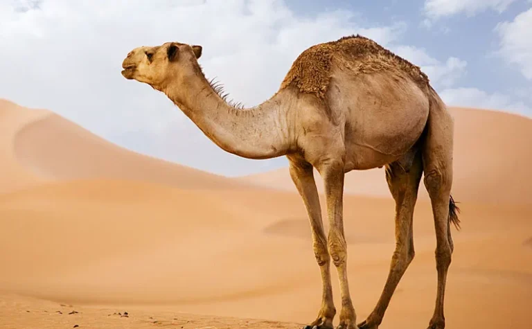 بالصور.. جمل يصطدم بسيارة في الهند!