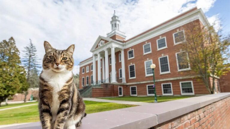 قط يحصل على شهادة “الدكتوراه” في أميركا؟