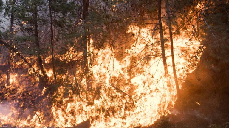 إندلاع حرائق خلف “بياض بليدا” و”العاصي” في الأراضي المحتلة