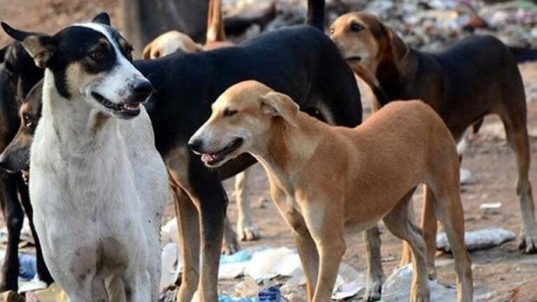 كلب شارد يهاجم طفلاً في بلدة سرعين