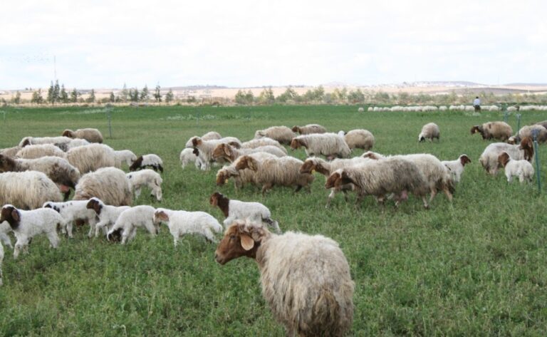 على أبواب “الأضحى”.. حقن “بوتوكس” للخراف!