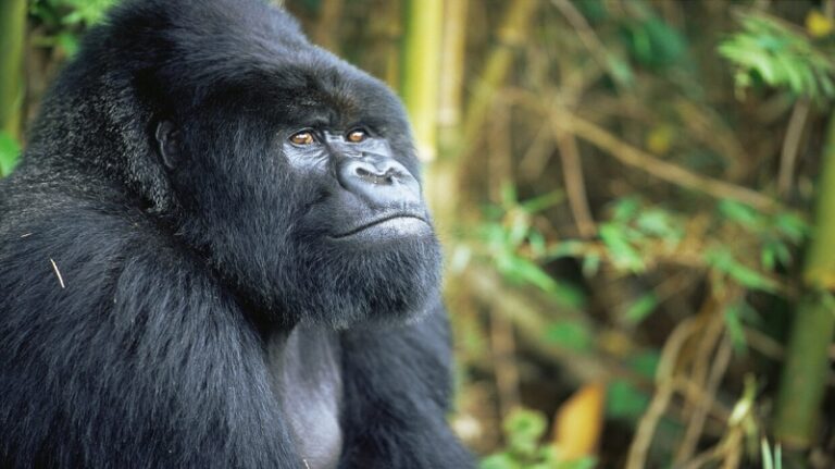 بالفيديو.. غوريلا “حنونة” تقبّل رضيعة!