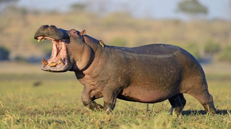 أفراس النهر تطير!