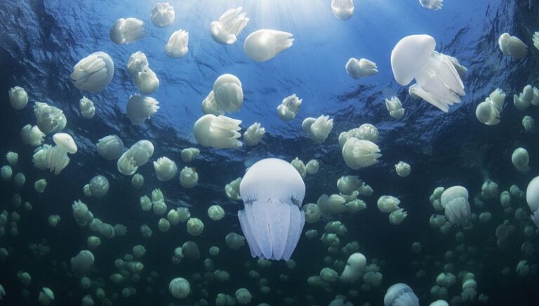 بالفيديو ـ وصلت “قناديل البحر”!