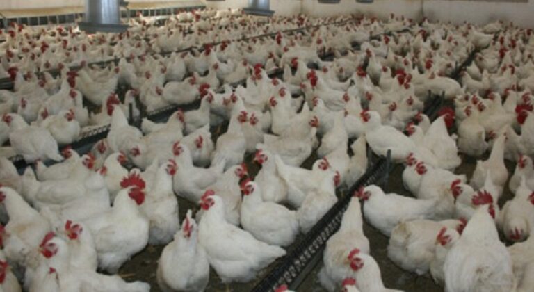 “الزراعة”: قطاع الدواجن مطابق لمعايير سلامة الغذاء