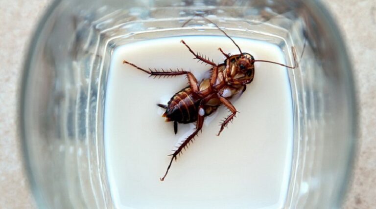 حليب الصراصير مفيد!