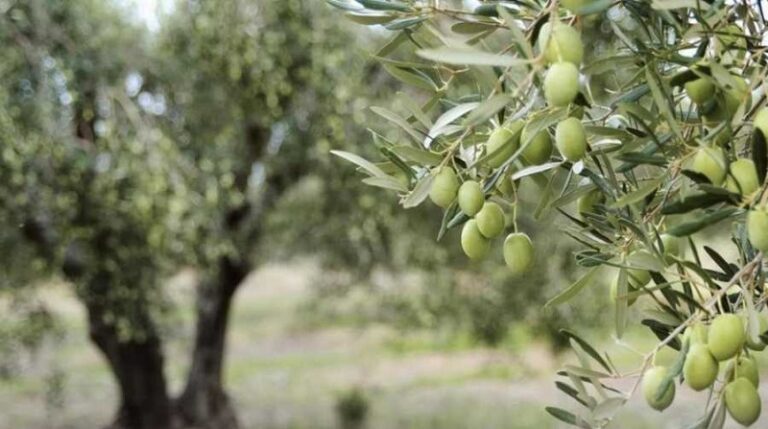 جمعية مزارعي الزيتون في الكورة لوزير الطاقة:  لإعادة المياه إلى وضعها الطبيعي