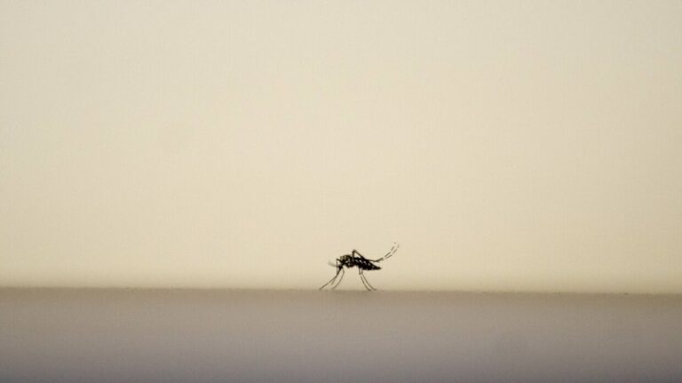 أول إصابة بـ”حمى غرب النيل” في الأردن!