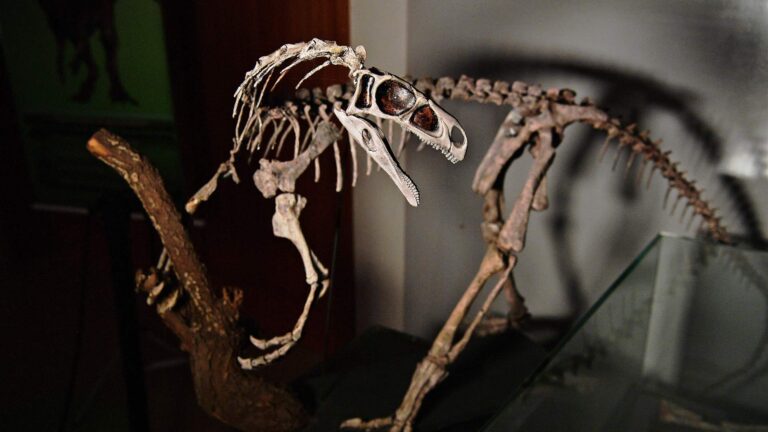 الفيضانات تكشف عن متحجرة ديناصور في البرازيل!