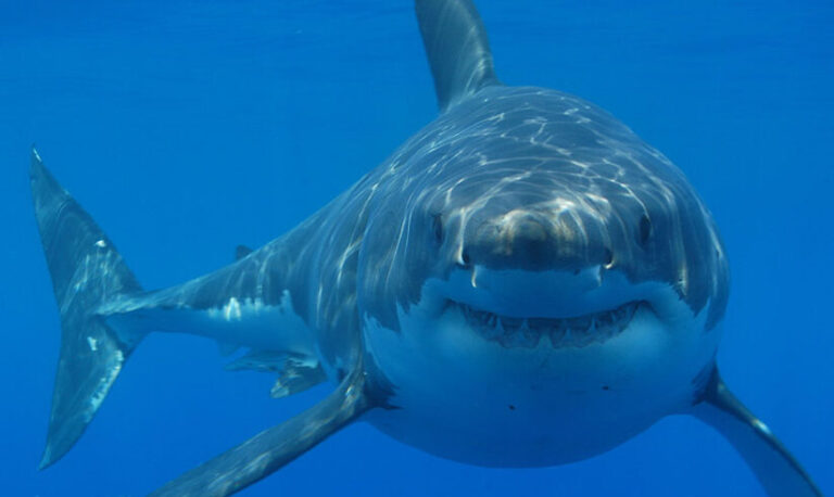 أسماك القرش تتعاطى الكوكايين في البرازيل!