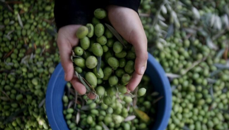 مزارعو الزيتون: لمعالجة أزمة المياه في الكورة