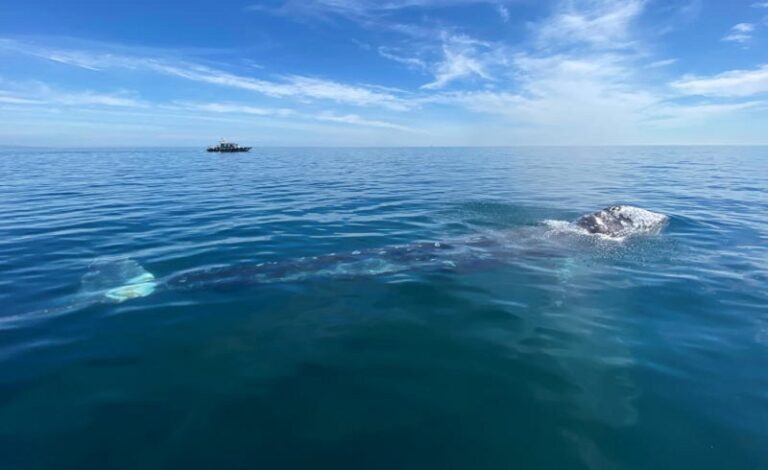 تحذير من تسونامي في البحر المتوسط! (فيديو)