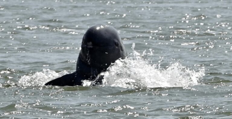 انتعاش أعداد الدلافين في نهر ميكونغ الآسيوي