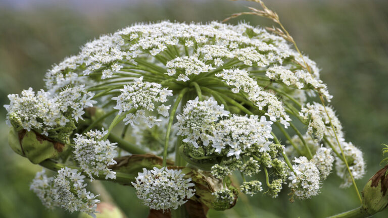 تحذيرات من نبات خطير على الصحة