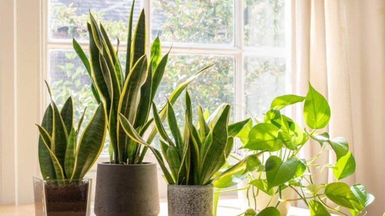 نبتة تُقلل الجراثيم وتساعد على النوم (صورة)