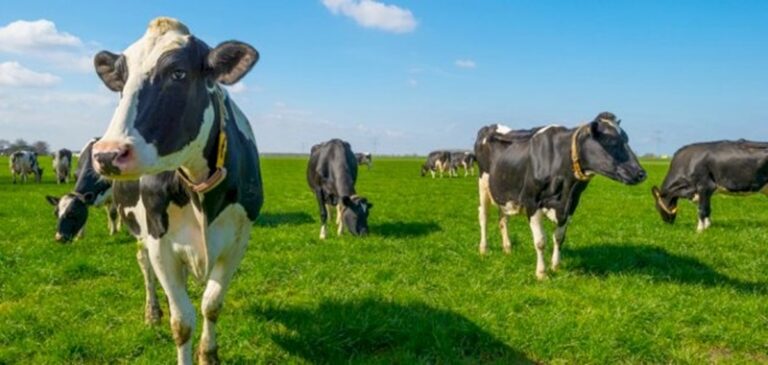 أول حالة مرض “الجلد العقدي المعدي” عند الأبقار في تونس