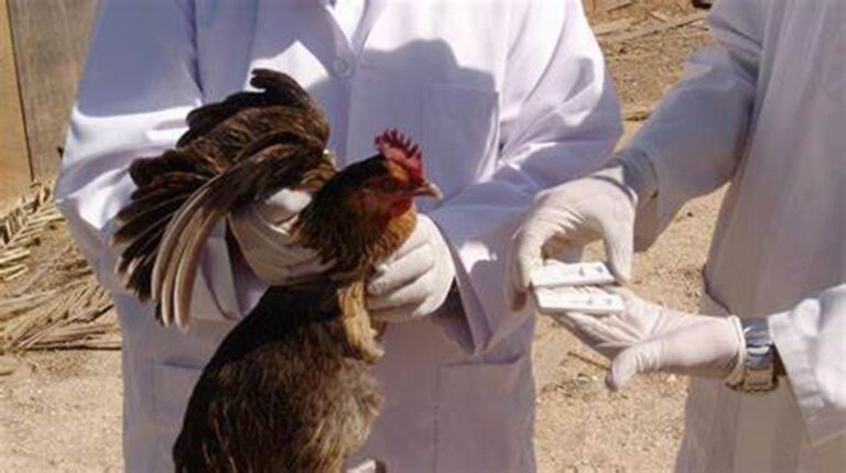 إنفلونزا الطيور تتكاثر في الخلايا البشرية؟