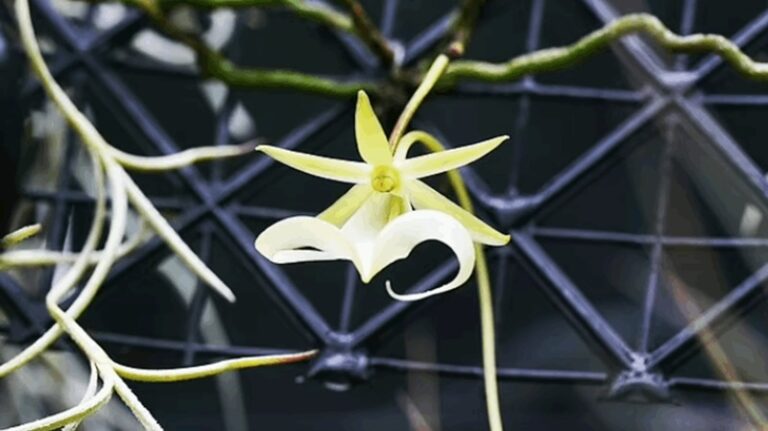 رصد زهرة “الأوركيد” لأول مرة منذ 15 سنة!