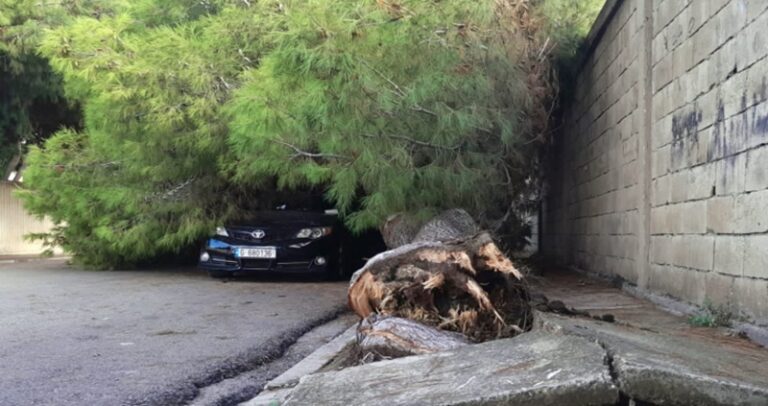 الرياح تقتلع شجرة نخيل في صور (فيديو)