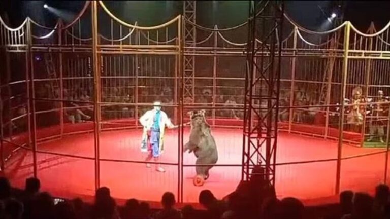 دبة تهاجم مدربها في روسيا (فيديو)