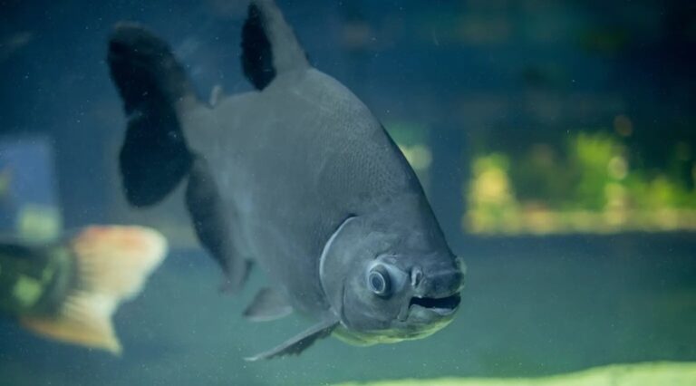 بالفيديو.. سمكة بأسنان بشرية!