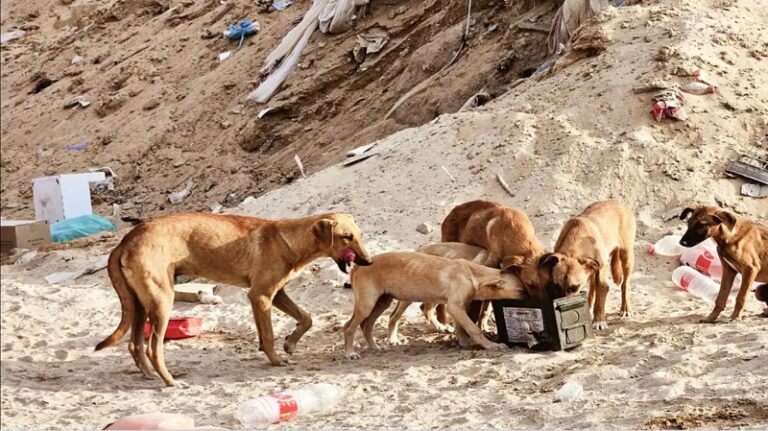 الكلاب الضالّة ترعب جنود الاحتلال! (صور)