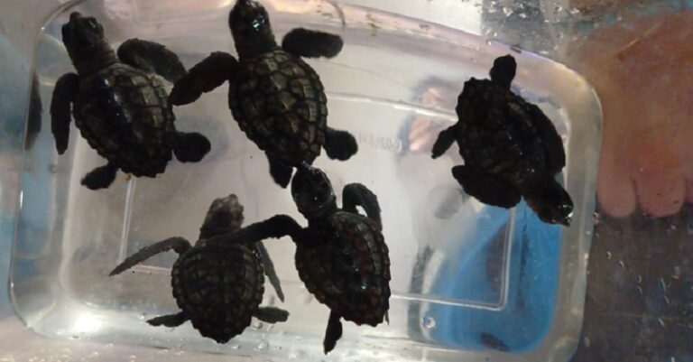 احباط محاولة الإتجار بسلاحف بحرية مهددة بالإنقراض