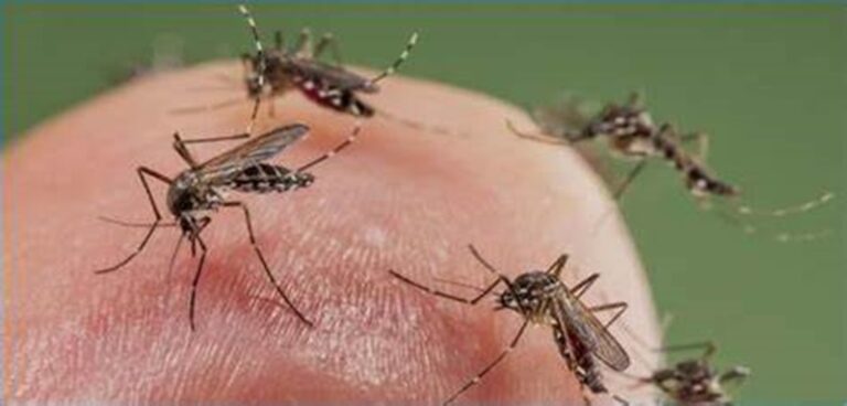 انتشار البعوض الحامل للملاريا في اليمن