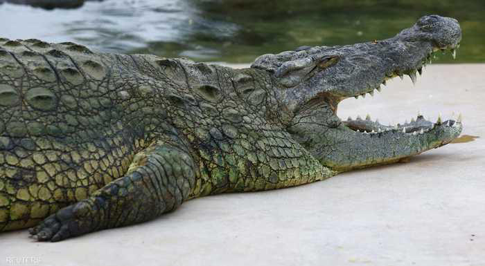 العثور على بقايا امرأة داخل جوف تمساح في إندونيسيا