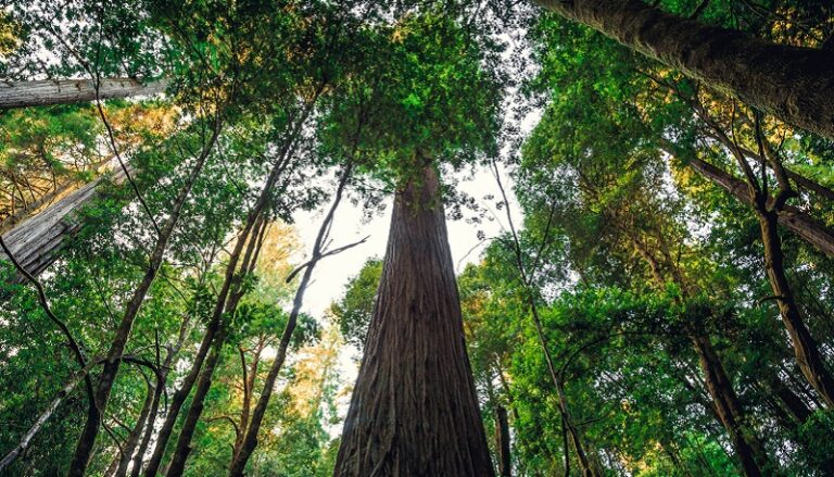 ربطها زوجها بشجرة في غابة لمدة 40 يوماً! (فيديو)