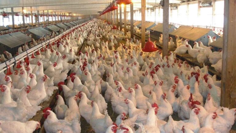 حملة ثانية للتطعيم ضد إنفلونزا الطيور في فرنسا؟