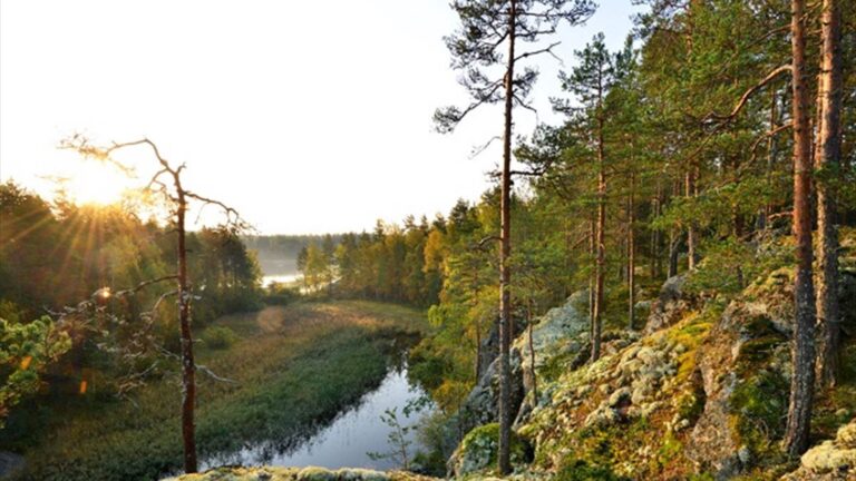 التغير المناخي يقضي على أشجار الصنوبر؟